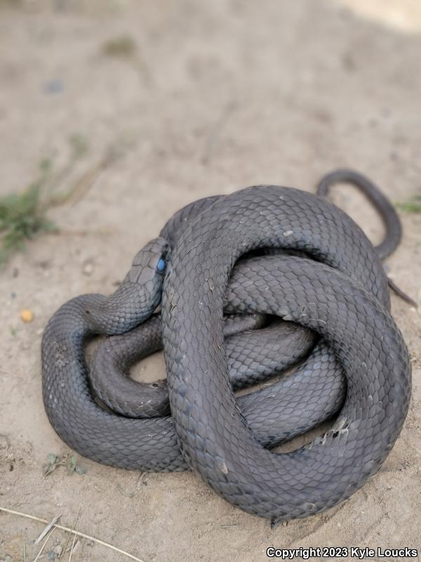 Northern  Black Racer (Coluber constrictor constrictor)