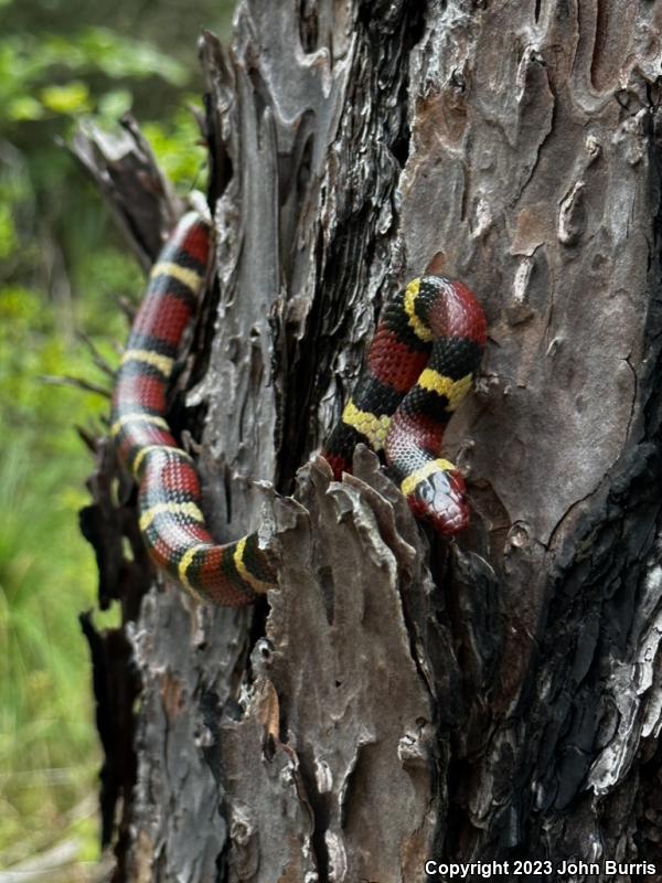 Scarlet Kingsnake (Lampropeltis triangulum elapsoides)