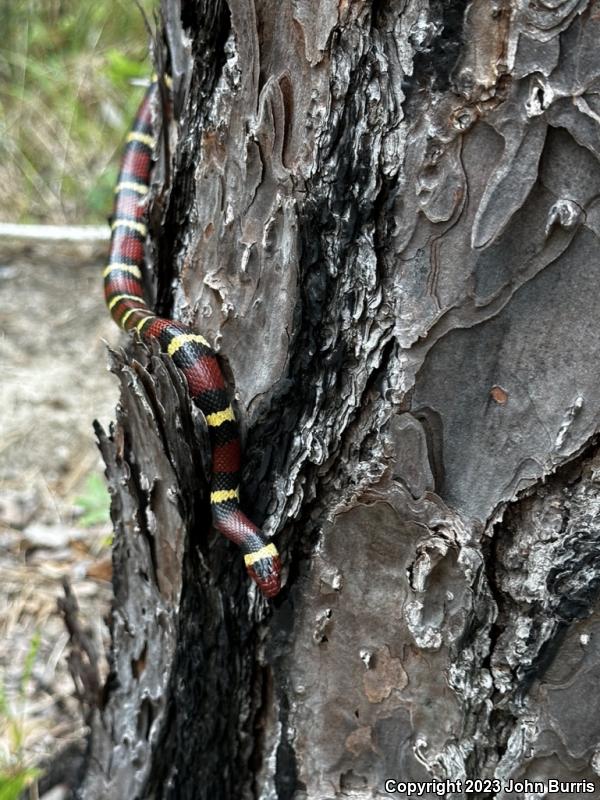 Scarlet Kingsnake (Lampropeltis triangulum elapsoides)