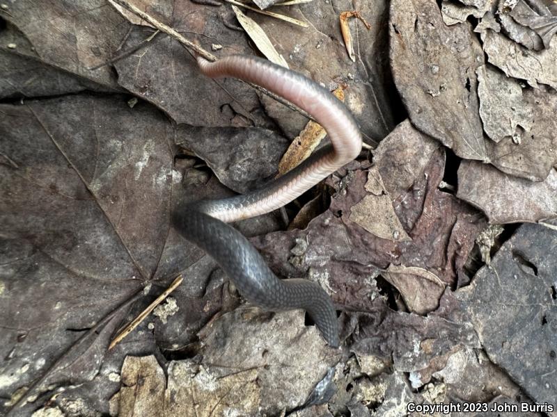 Western Smooth Earthsnake (Virginia valeriae elegans)