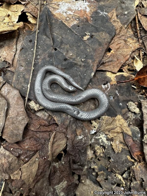 Western Smooth Earthsnake (Virginia valeriae elegans)