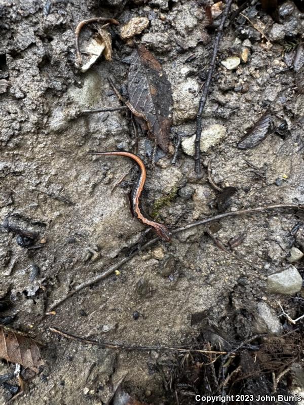 Northern Zigzag Salamander (Plethodon dorsalis)