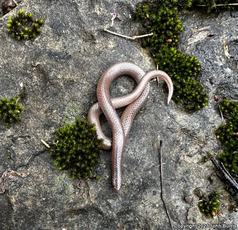 Midwestern Wormsnake (Carphophis amoenus helenae)