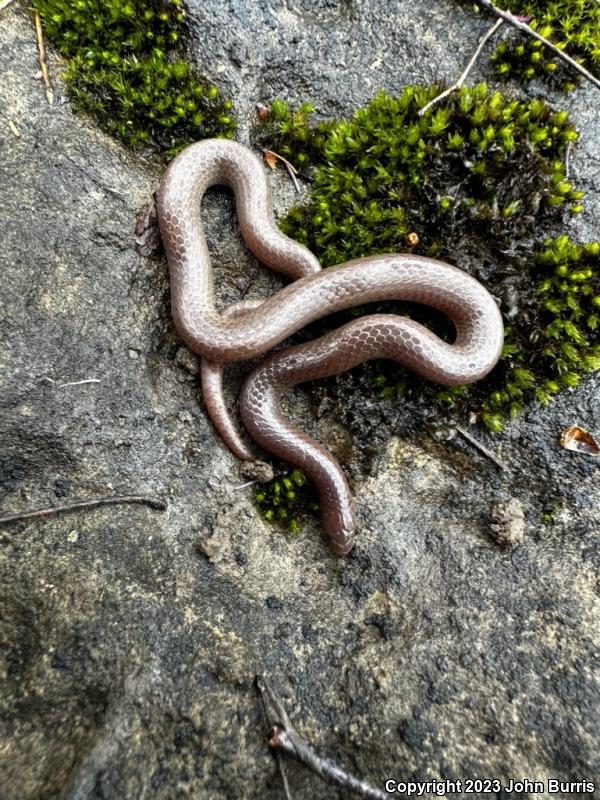 Midwestern Wormsnake (Carphophis amoenus helenae)