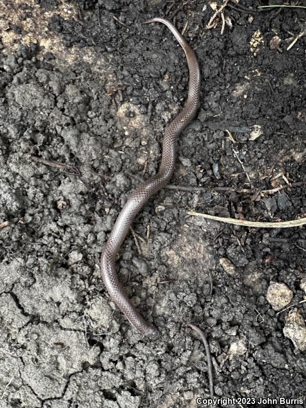 Midwestern Wormsnake (Carphophis amoenus helenae)