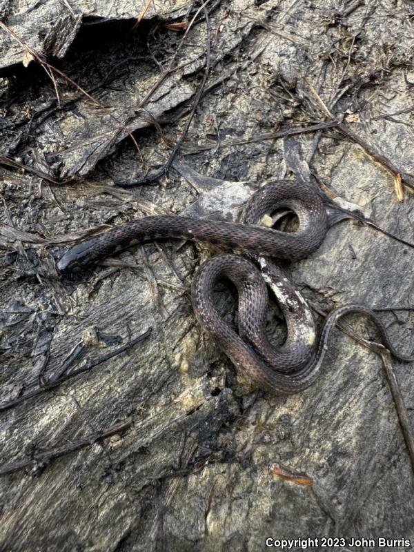 Kirtland's Snake (Clonophis kirtlandii)