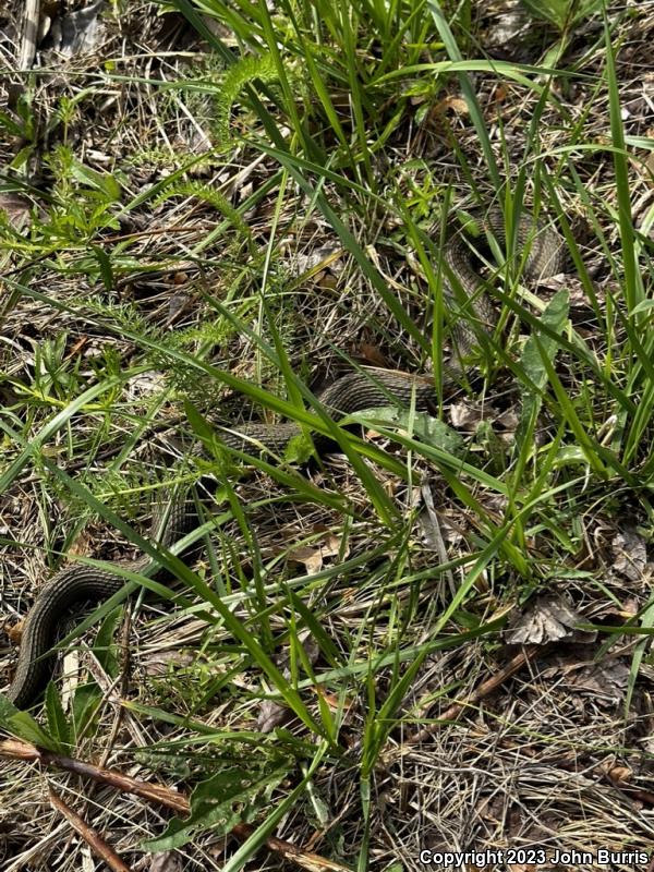 Copper-bellied Watersnake (Nerodia erythrogaster neglecta)