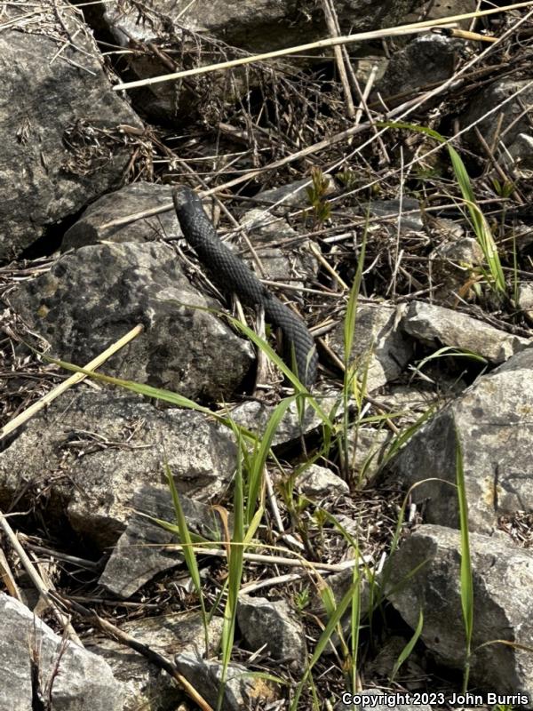 Southern Black Racer (Coluber constrictor priapus)