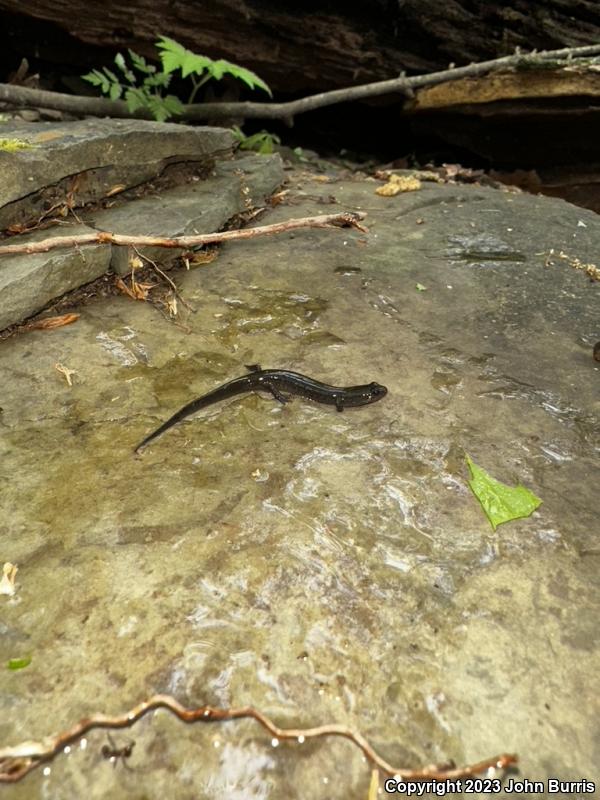 Northern Dusky Salamander (Desmognathus fuscus)