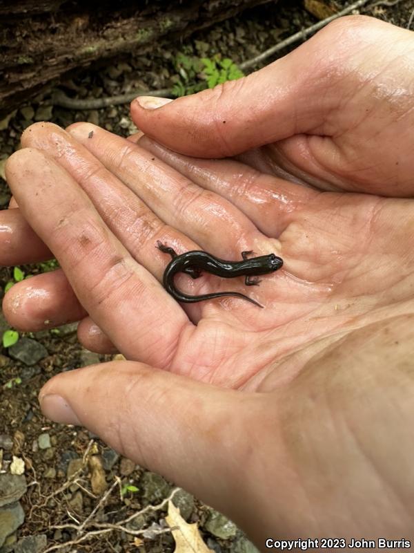 Northern Dusky Salamander (Desmognathus fuscus)