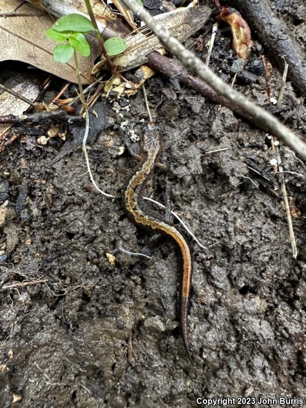 Northern Zigzag Salamander (Plethodon dorsalis)