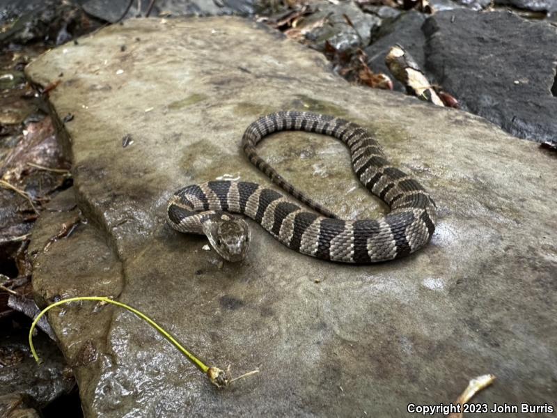 Midland Watersnake (Nerodia sipedon pleuralis)