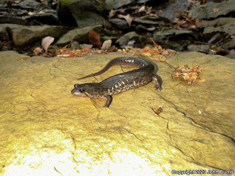 Northern Dusky Salamander (Desmognathus fuscus)