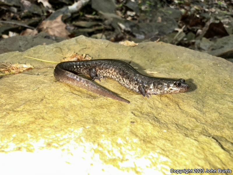 Northern Dusky Salamander (Desmognathus fuscus)