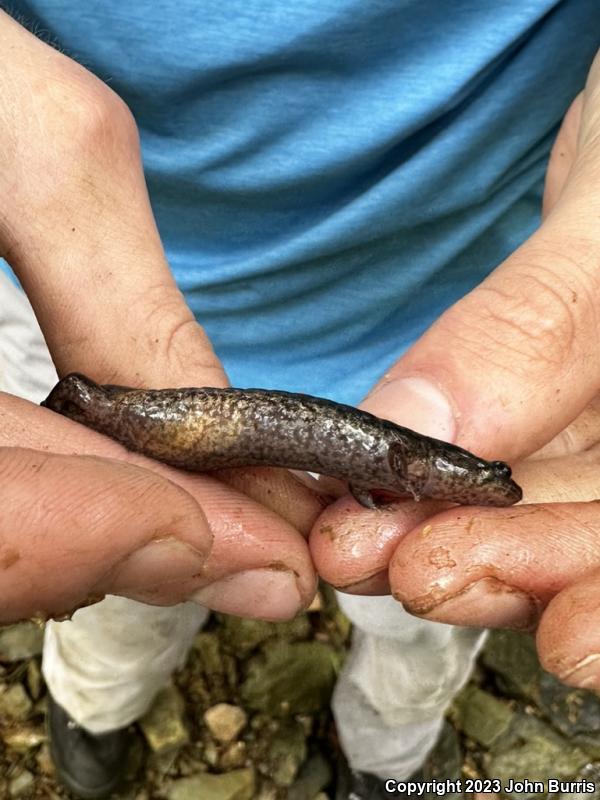 Northern Dusky Salamander (Desmognathus fuscus)