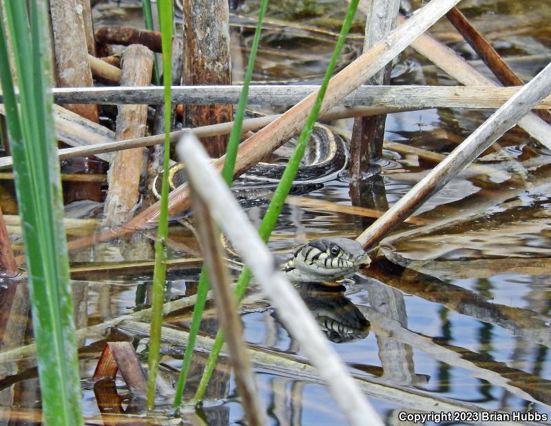 Western Black-necked Gartersnake (Thamnophis cyrtopsis cyrtopsis)