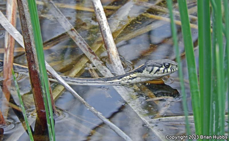 Western Black-necked Gartersnake (Thamnophis cyrtopsis cyrtopsis)