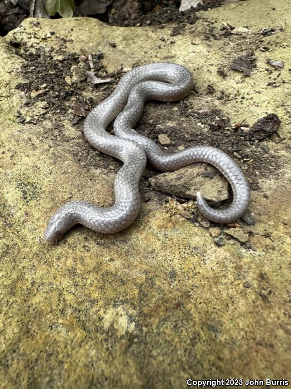 Midwestern Wormsnake (Carphophis amoenus helenae)