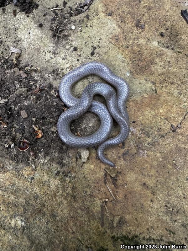 Midwestern Wormsnake (Carphophis amoenus helenae)