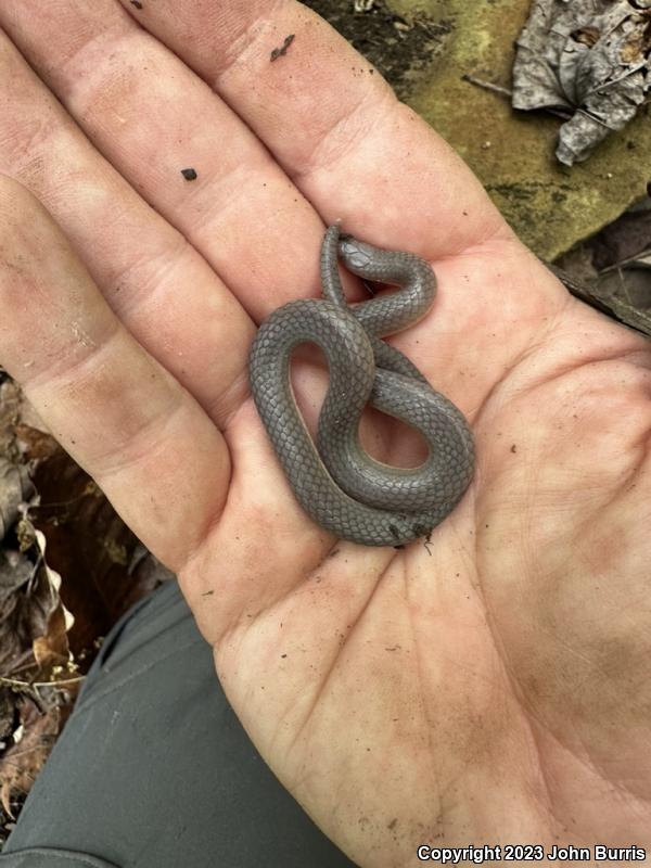 Midwestern Wormsnake (Carphophis amoenus helenae)