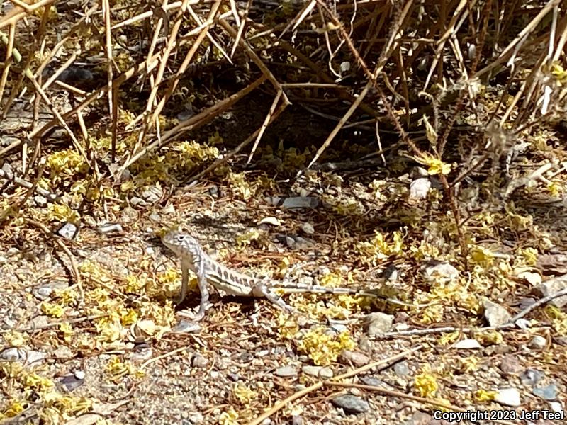 Common Zebra-tailed Lizard (Callisaurus draconoides draconoides)