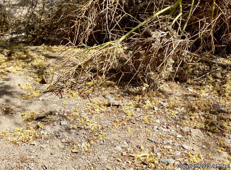 Common Zebra-tailed Lizard (Callisaurus draconoides draconoides)