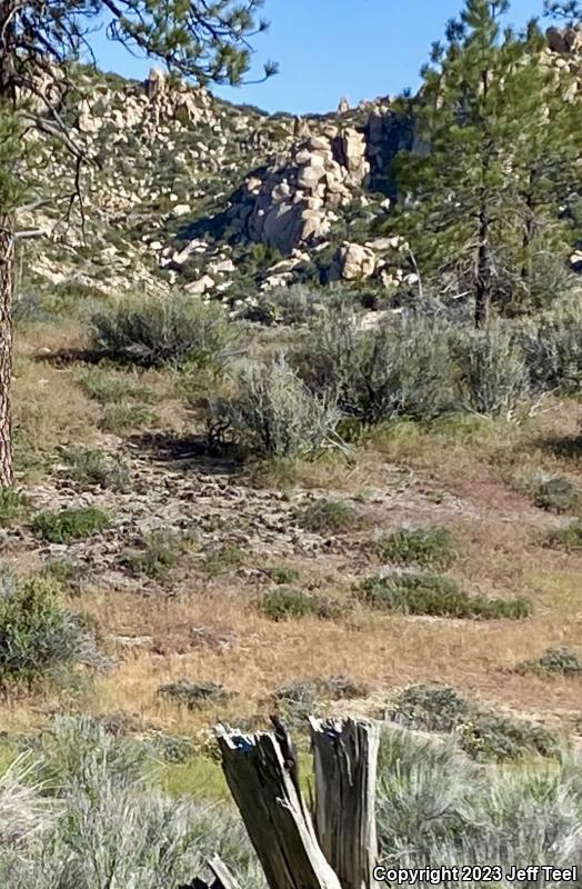 Great Basin Fence Lizard (Sceloporus occidentalis longipes)