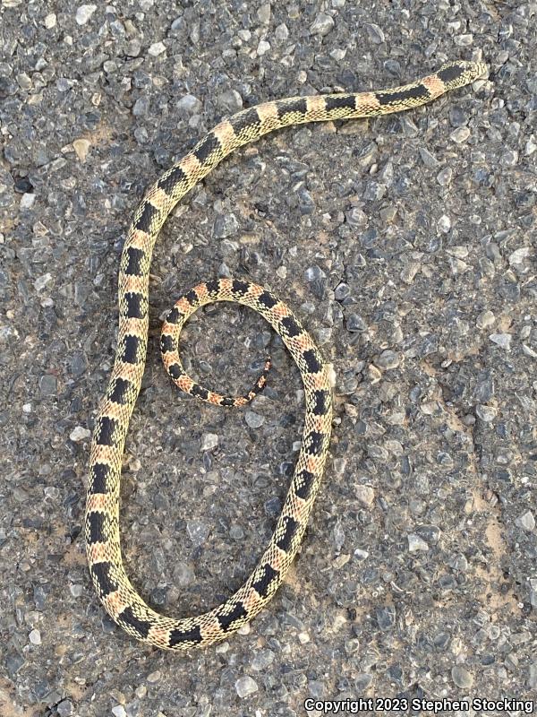 Western Long-nosed Snake (Rhinocheilus lecontei)