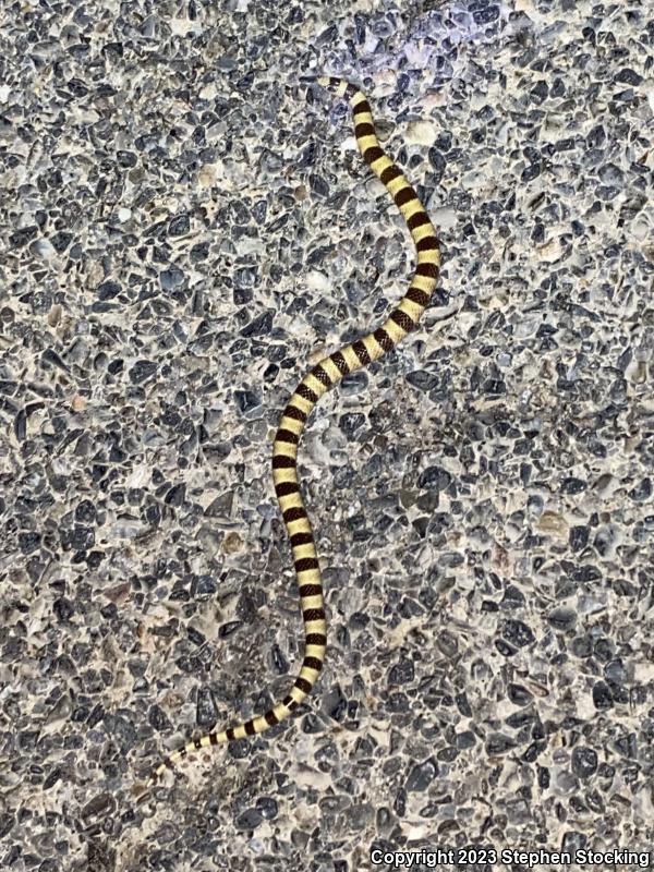 Nevada Shovel-nosed Snake (Chionactis occipitalis talpina)