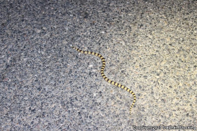 Nevada Shovel-nosed Snake (Chionactis occipitalis talpina)