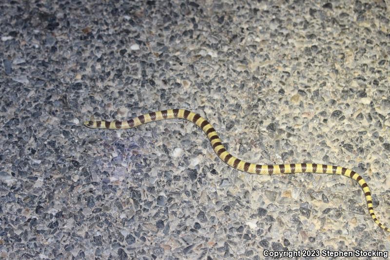 Nevada Shovel-nosed Snake (Chionactis occipitalis talpina)