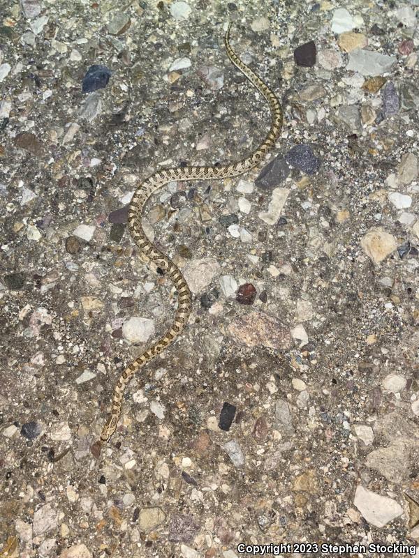 Desert Glossy Snake (Arizona elegans eburnata)