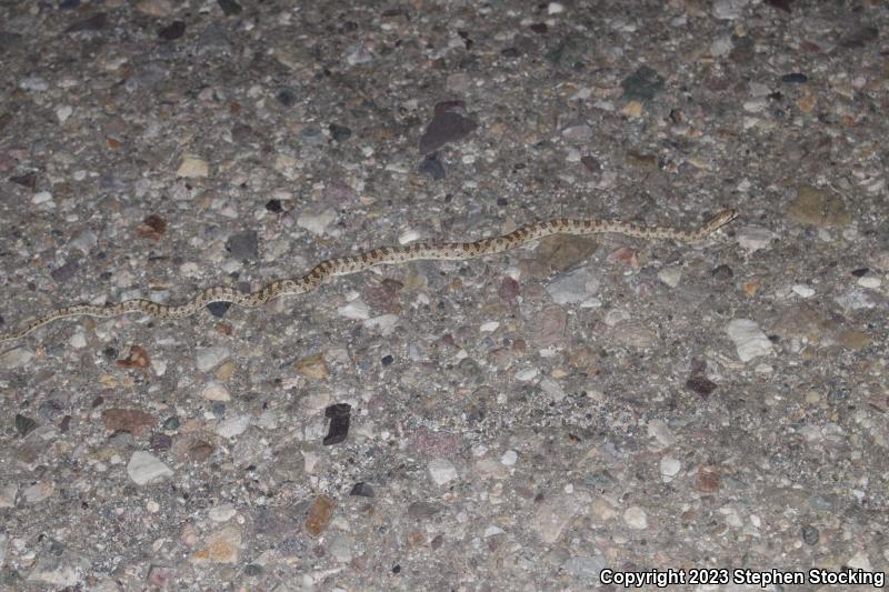 Desert Glossy Snake (Arizona elegans eburnata)