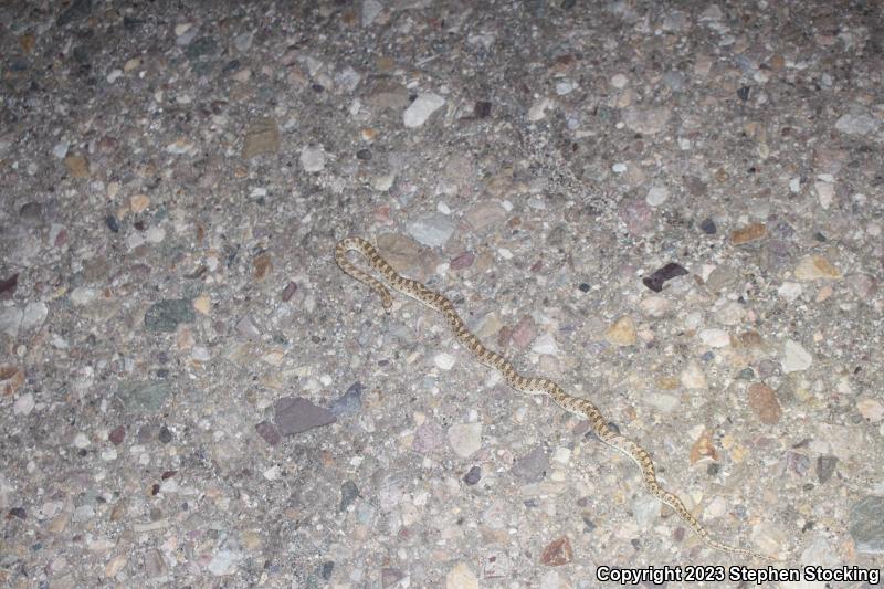 Desert Glossy Snake (Arizona elegans eburnata)