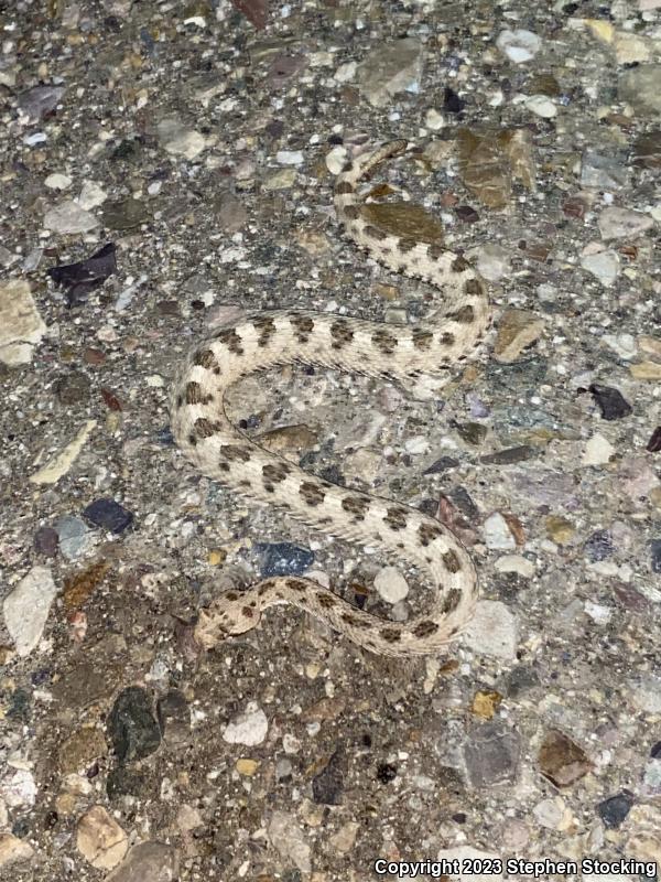 Mojave Desert Sidewinder (Crotalus cerastes cerastes)