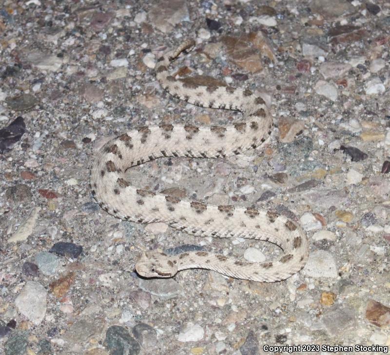 Mojave Desert Sidewinder (Crotalus cerastes cerastes)