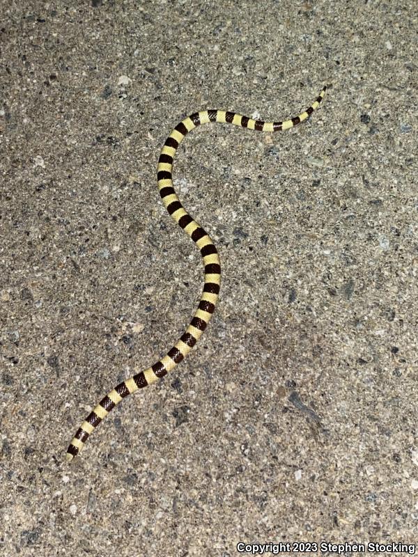 Mojave Shovel-nosed Snake (Chionactis occipitalis occipitalis)