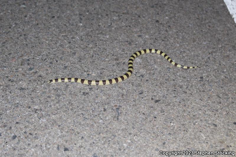 Mojave Shovel-nosed Snake (Chionactis occipitalis occipitalis)