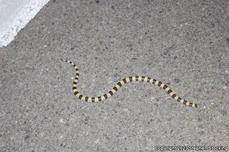 Mojave Shovel-nosed Snake (Chionactis occipitalis occipitalis)