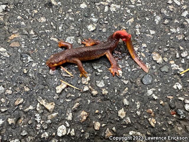 Coast Range Newt (Taricha torosa torosa)