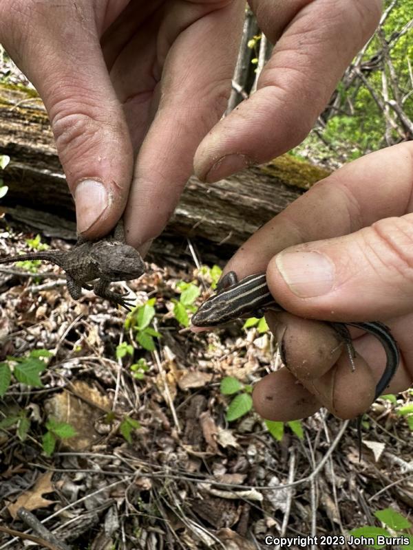 Eastern Fence Lizard (Sceloporus undulatus)