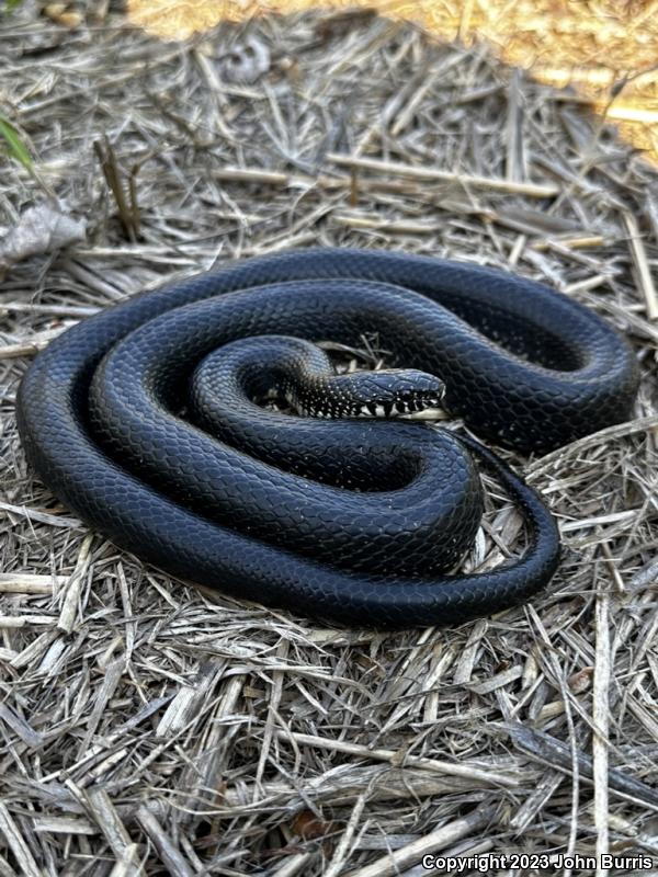 Black Kingsnake (Lampropeltis getula nigra)