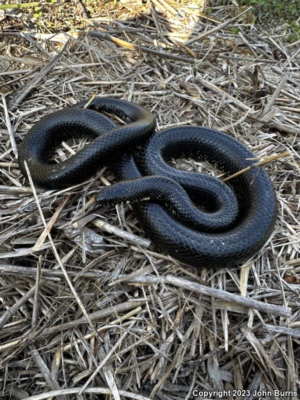 Black Kingsnake (Lampropeltis getula nigra)