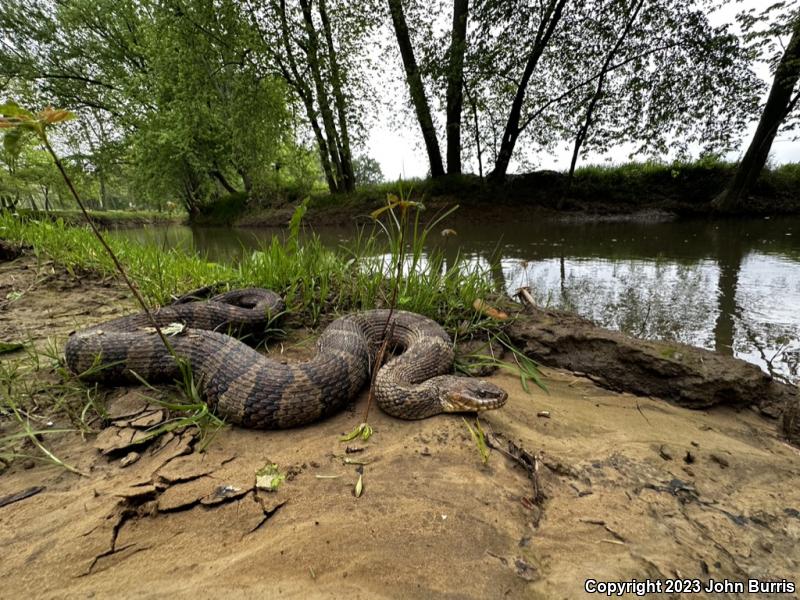 Midland Watersnake (Nerodia sipedon pleuralis)