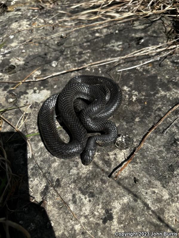 Black Kingsnake (Lampropeltis getula nigra)