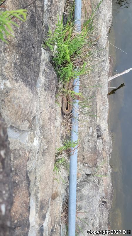 Eastern Gartersnake (Thamnophis sirtalis sirtalis)