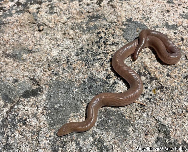 Southern Rubber Boa (Charina umbratica)