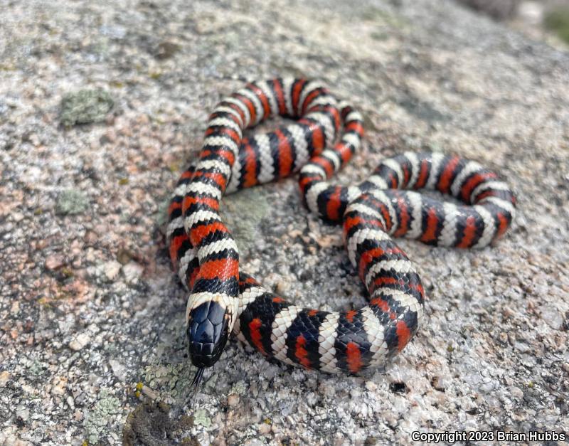 San Bernardino Mountain Kingsnake (Lampropeltis zonata parvirubra)