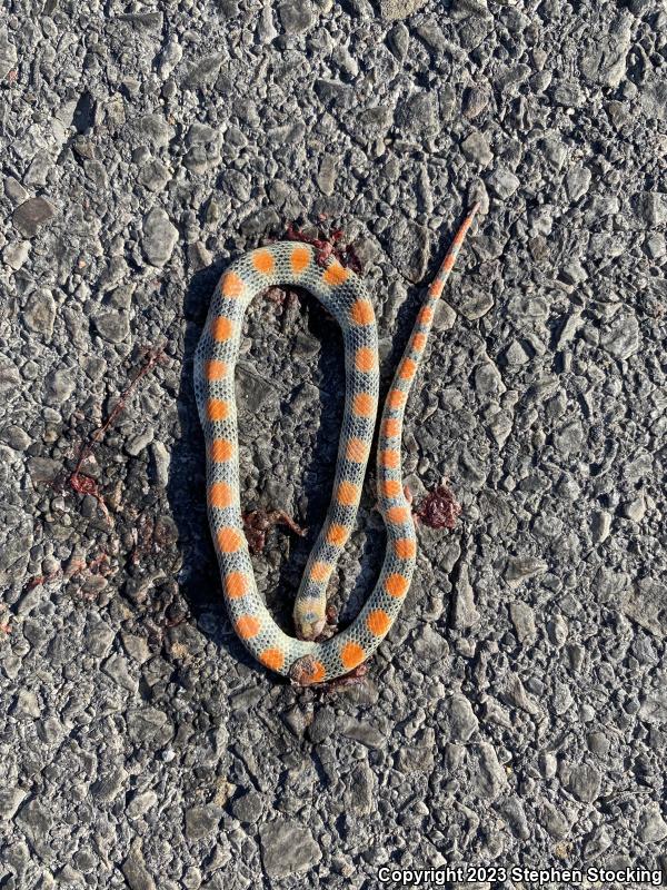 Variable Groundsnake (Sonora semiannulata semiannulata)