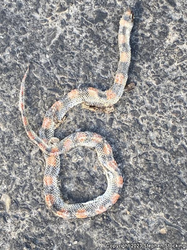 Variable Groundsnake (Sonora semiannulata semiannulata)